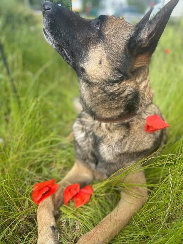 Simba