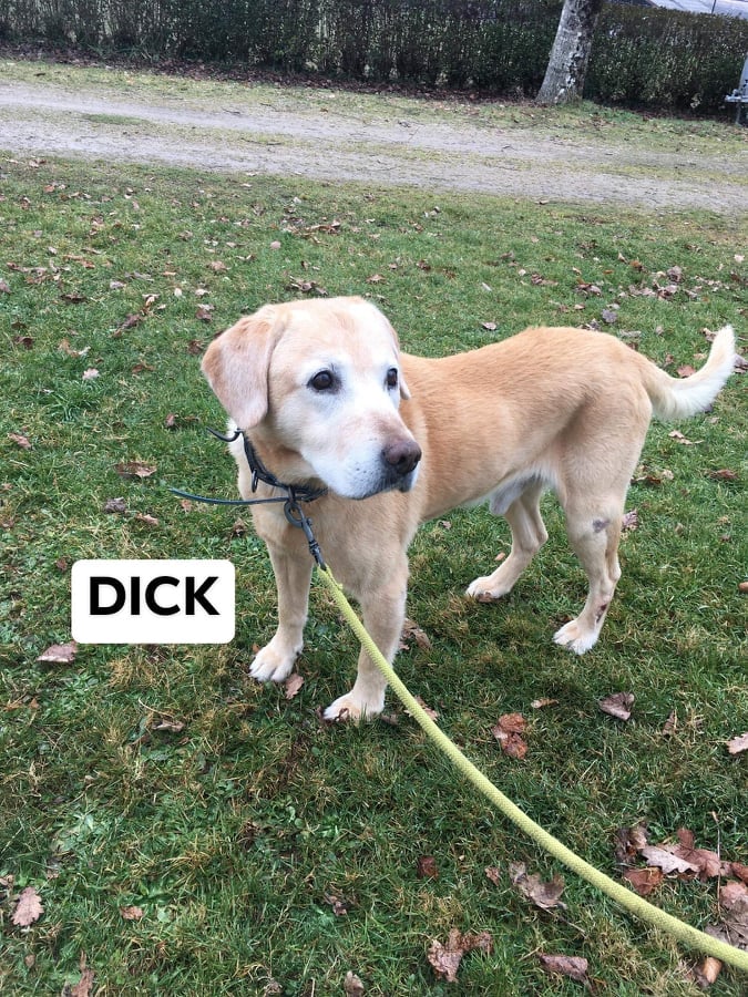 Dick