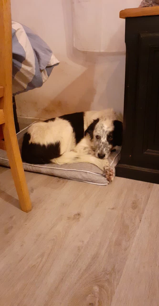 Rufus