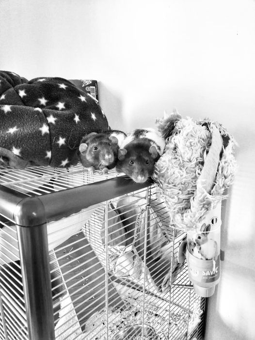 Tomy et loumi