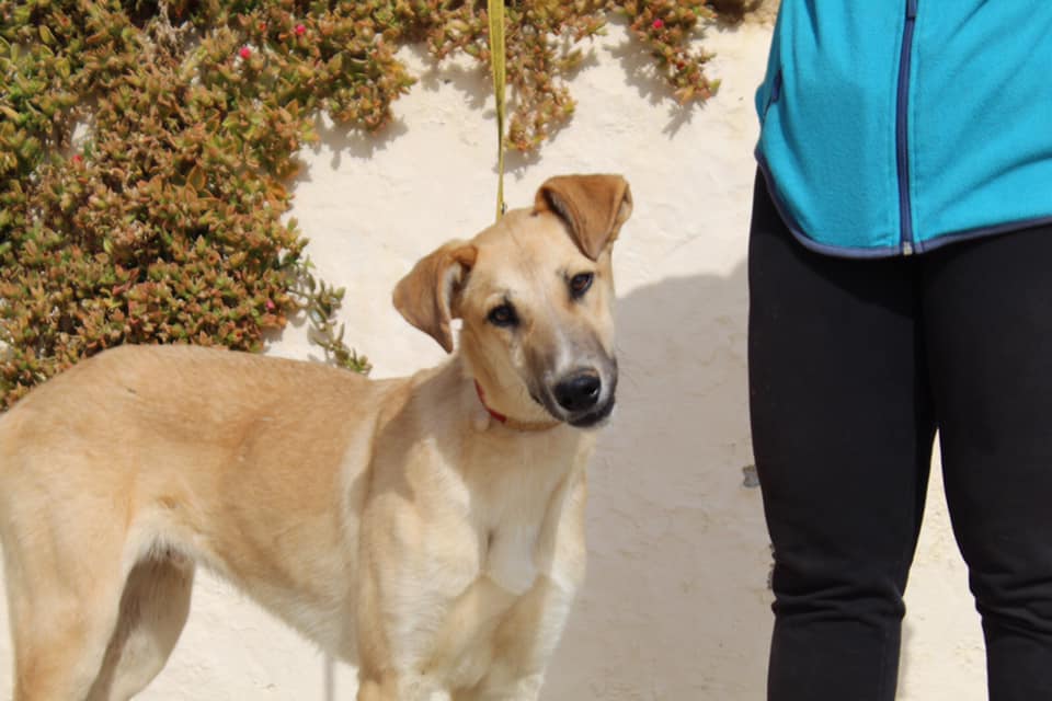 Paquito