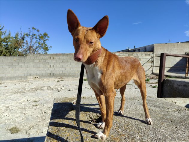 Estrella
