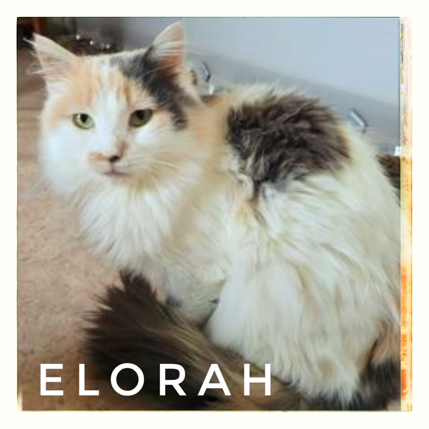 Elorah