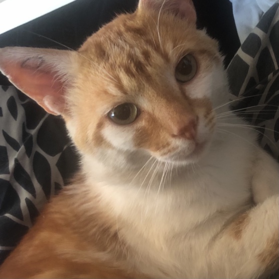 Mimi