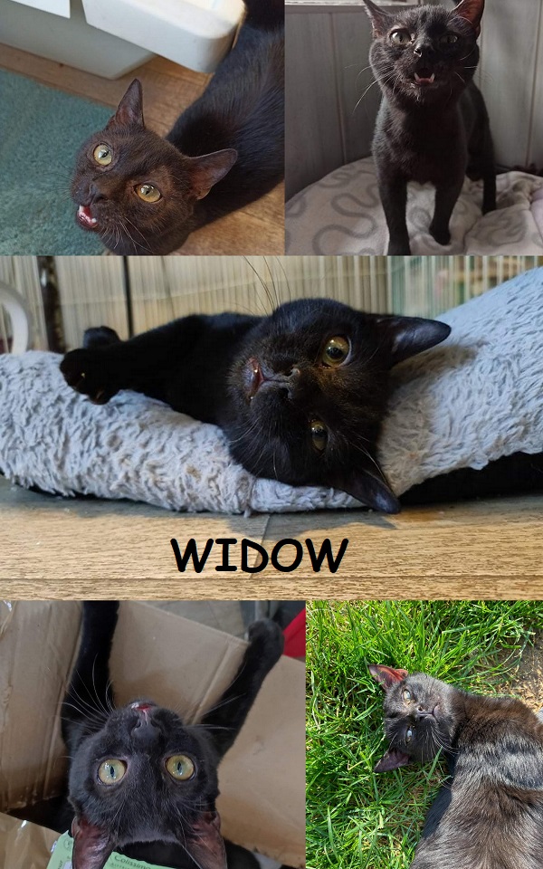 Widow