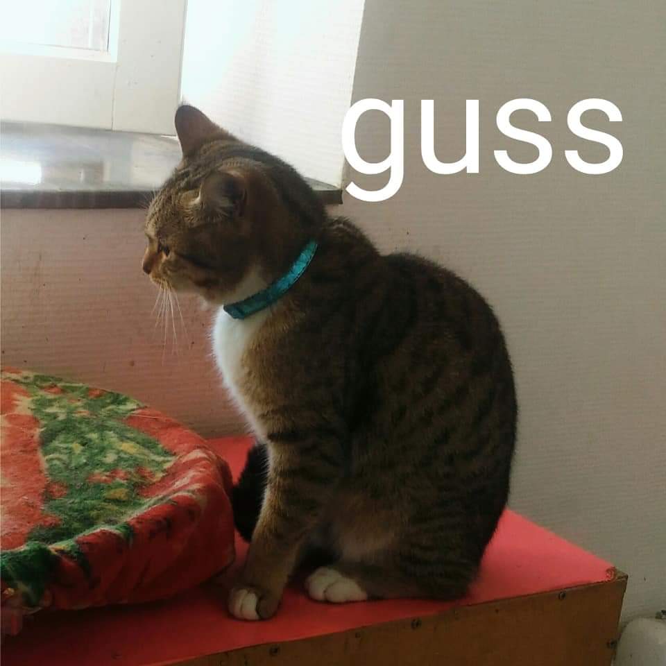 Guss