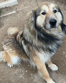 Lucho