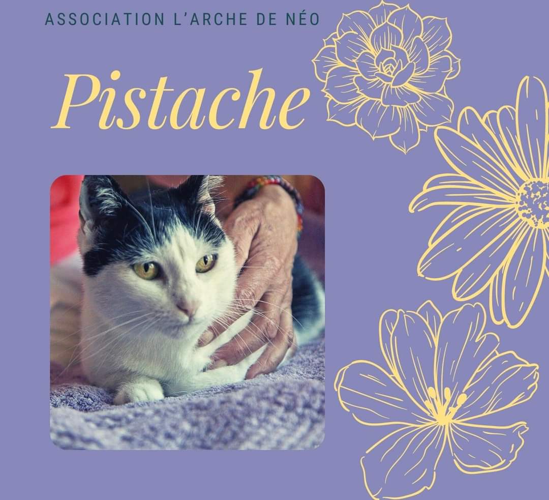 Pistache 