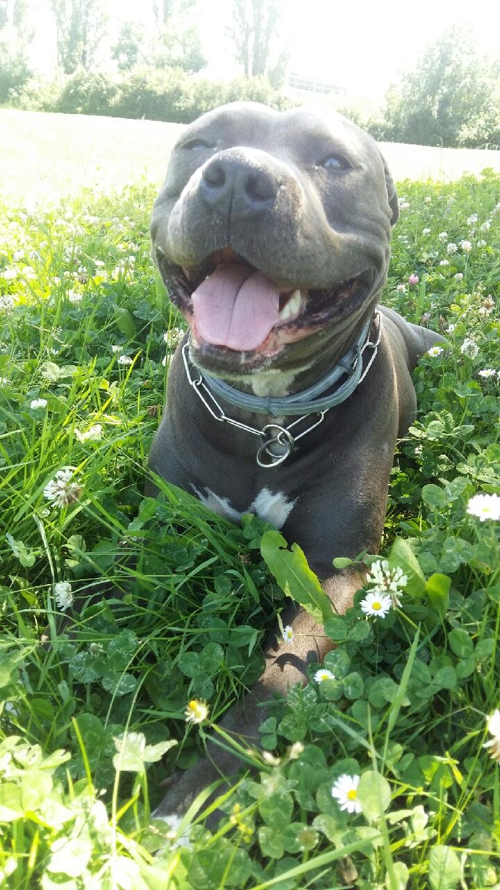 Pooch 