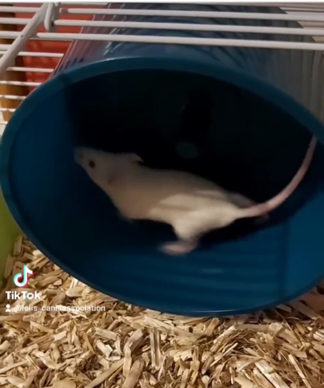 Souris