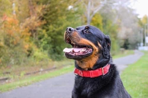 Tyson
