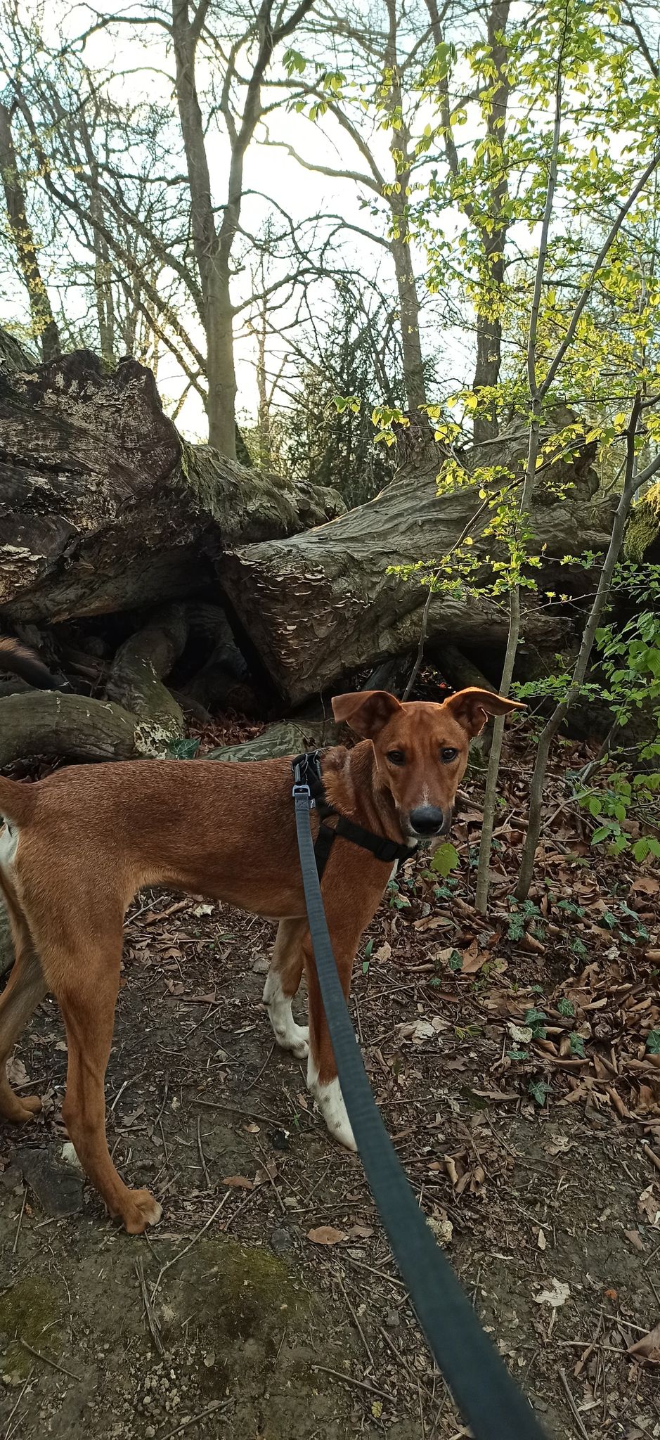 Ringo