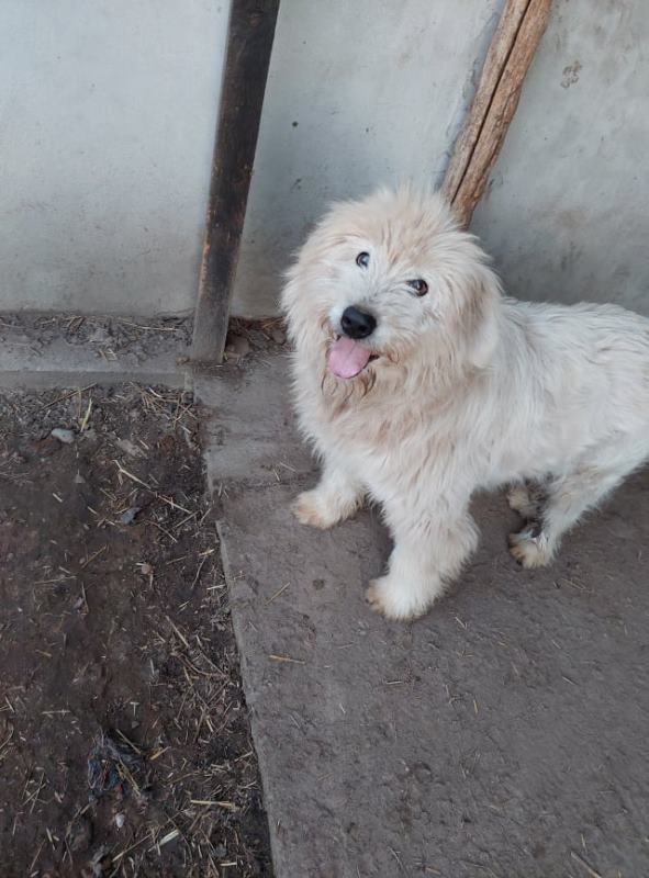 Yuki