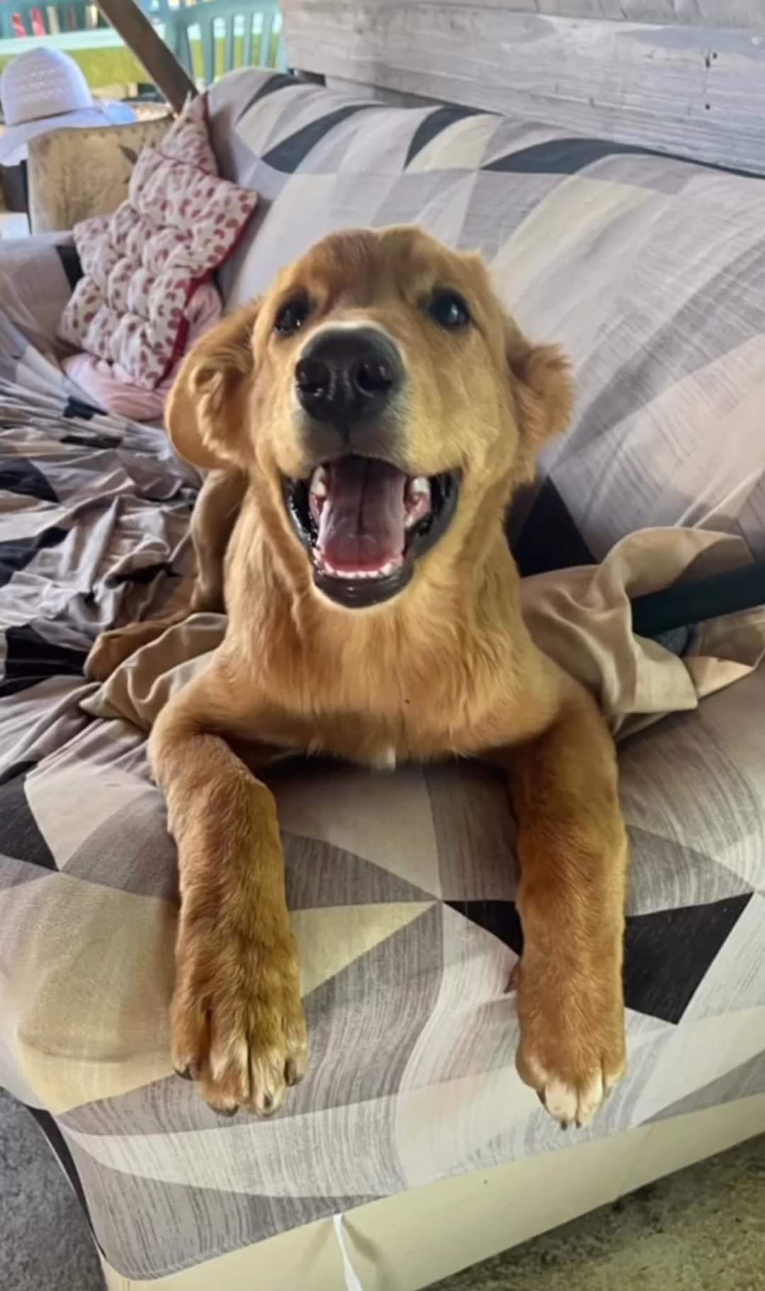 Taz
