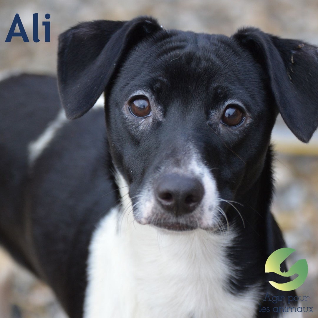 Ali