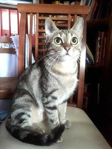 Minouche