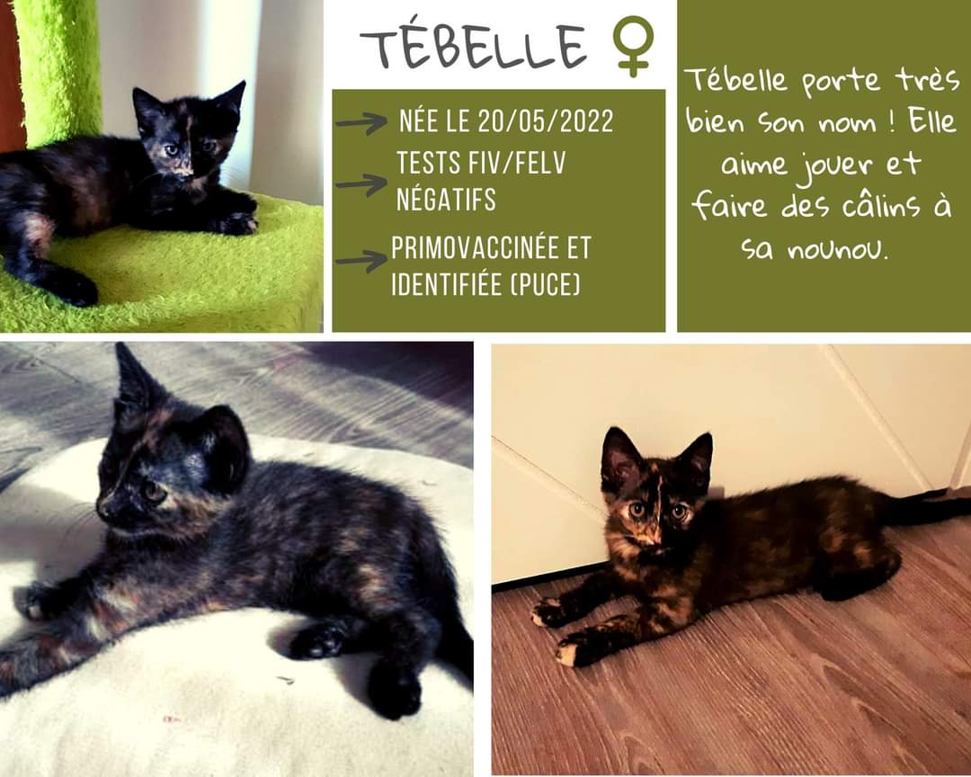 Tebelle 