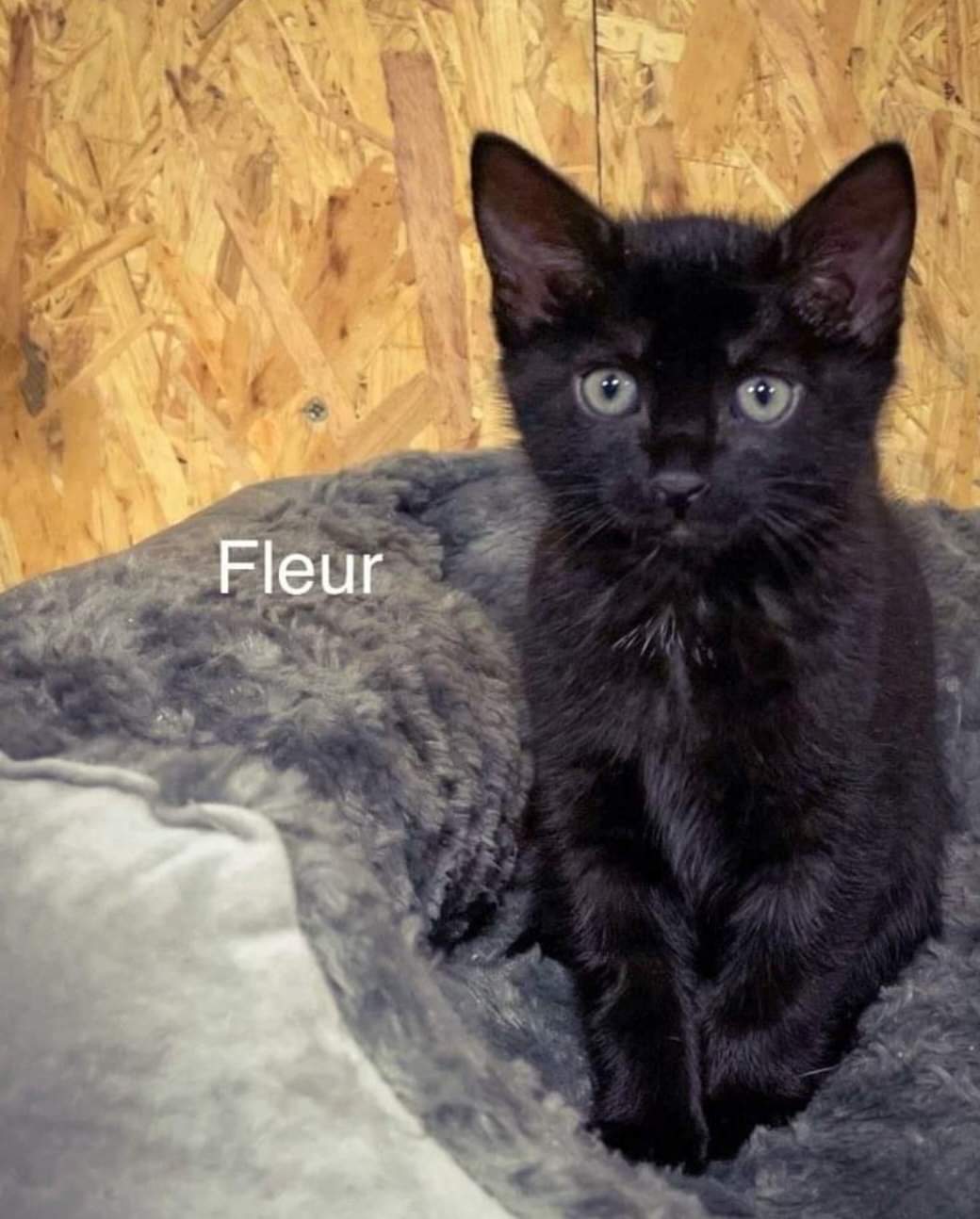 Fleur