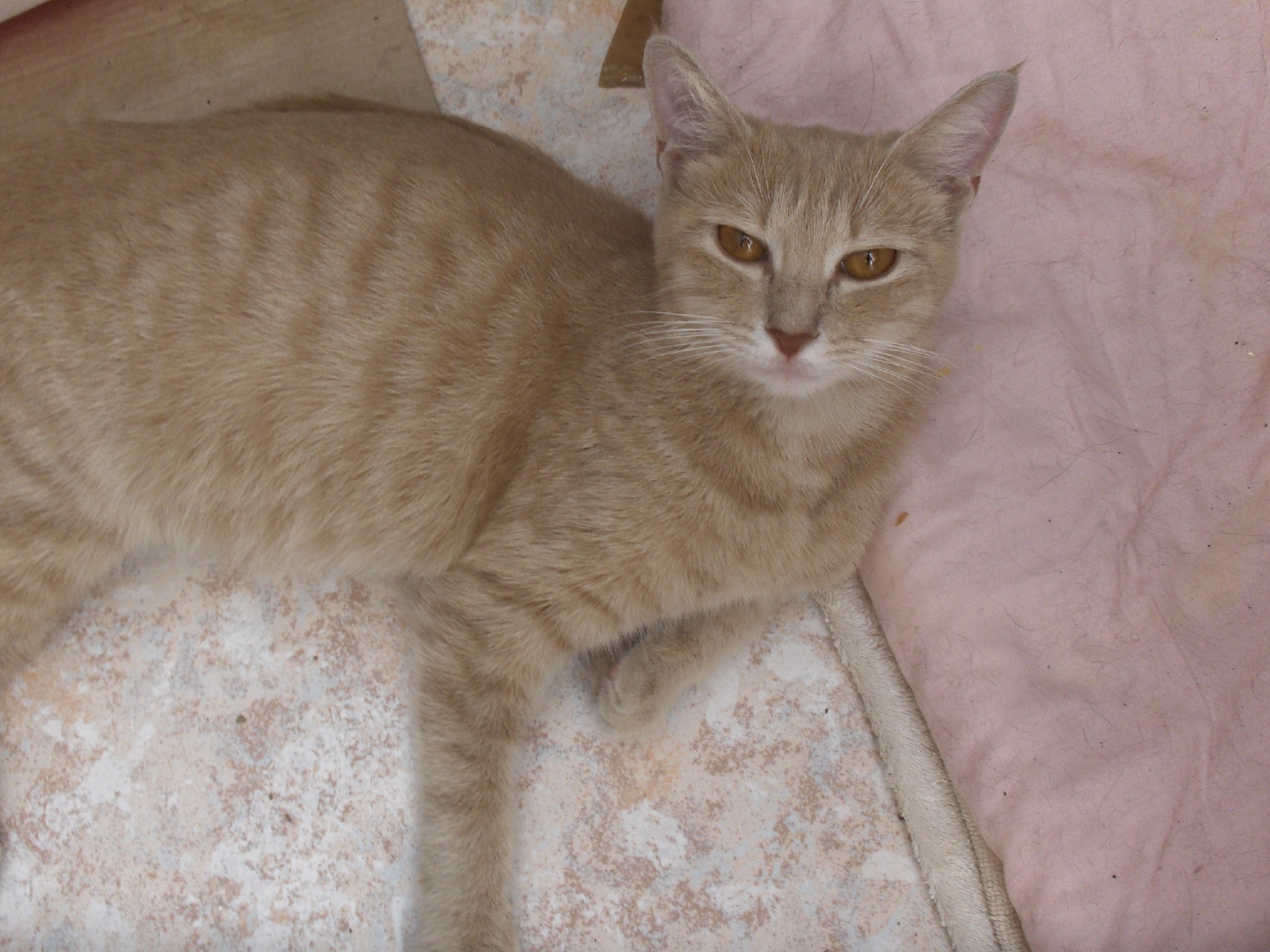 Cannelle