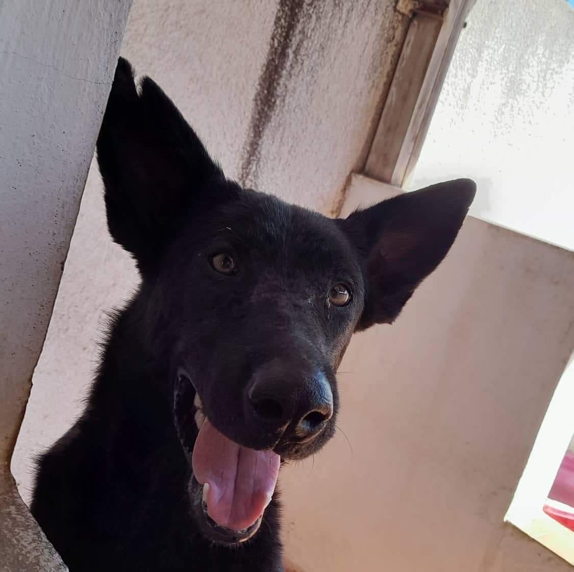 Bat