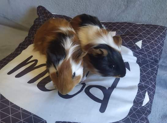 Micro et nano 