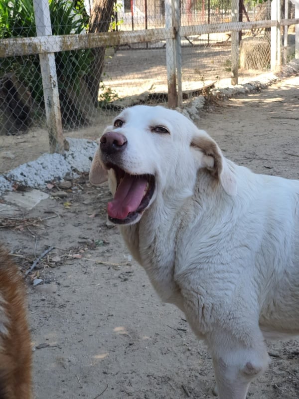 Blanca