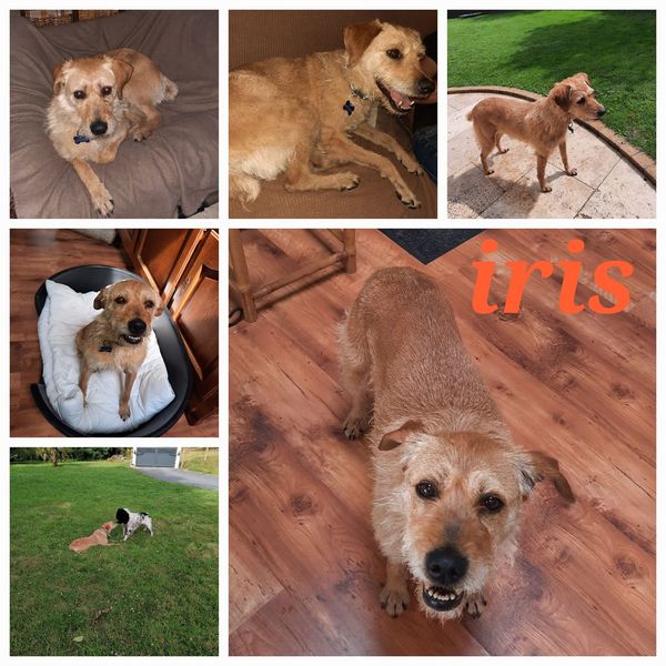 Iris