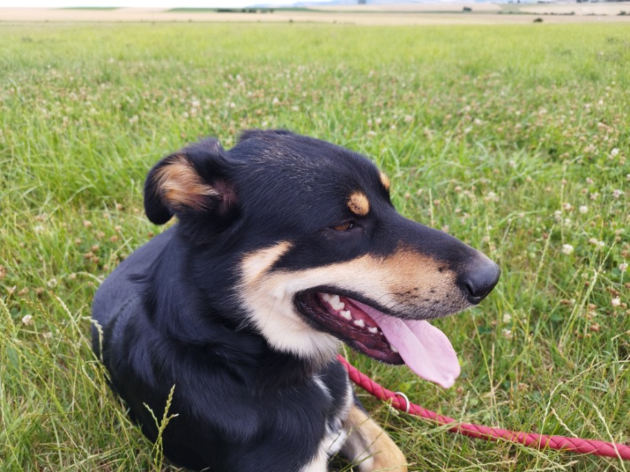 Rosko