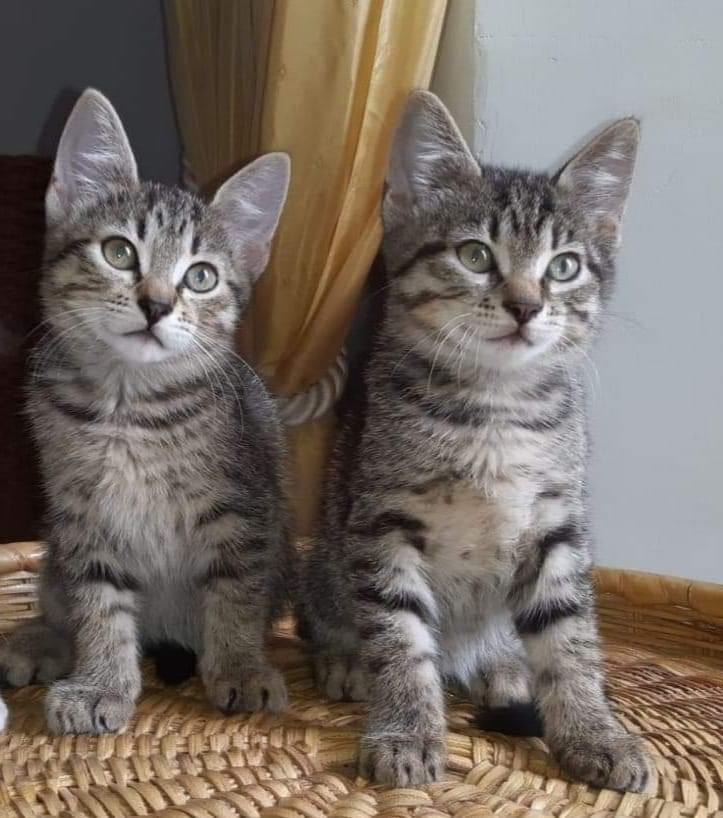 Viktor et petro 
