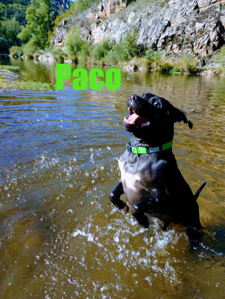 Paco