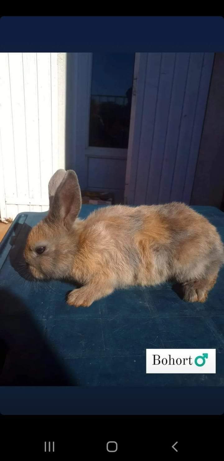 Bohort