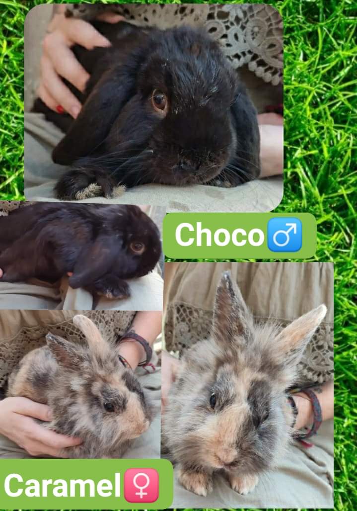 Caramel et choco