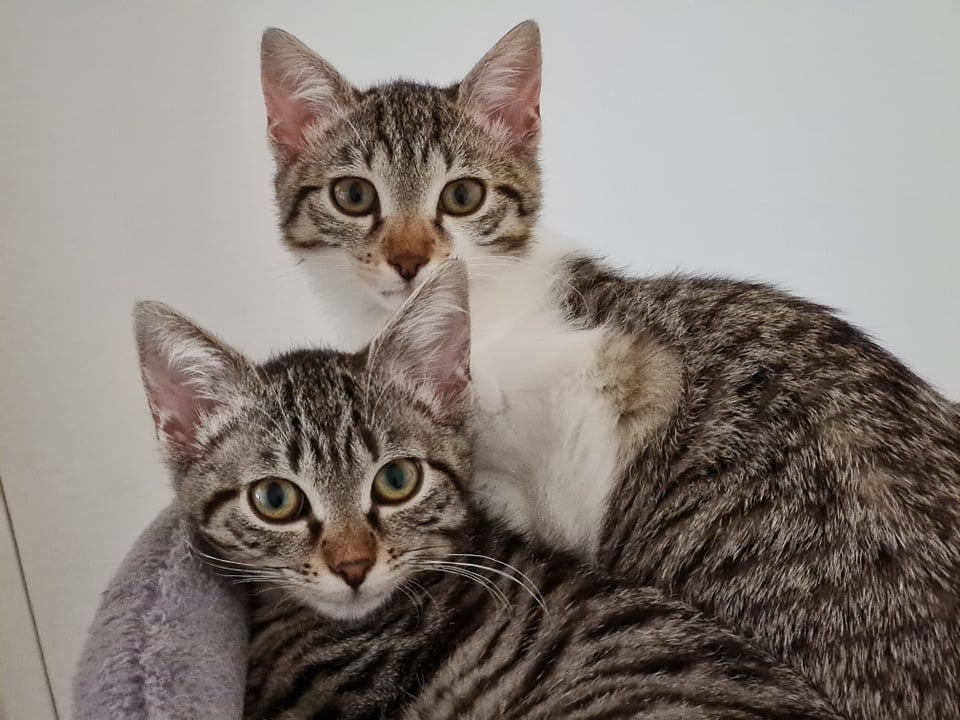 Shirley et twiggy