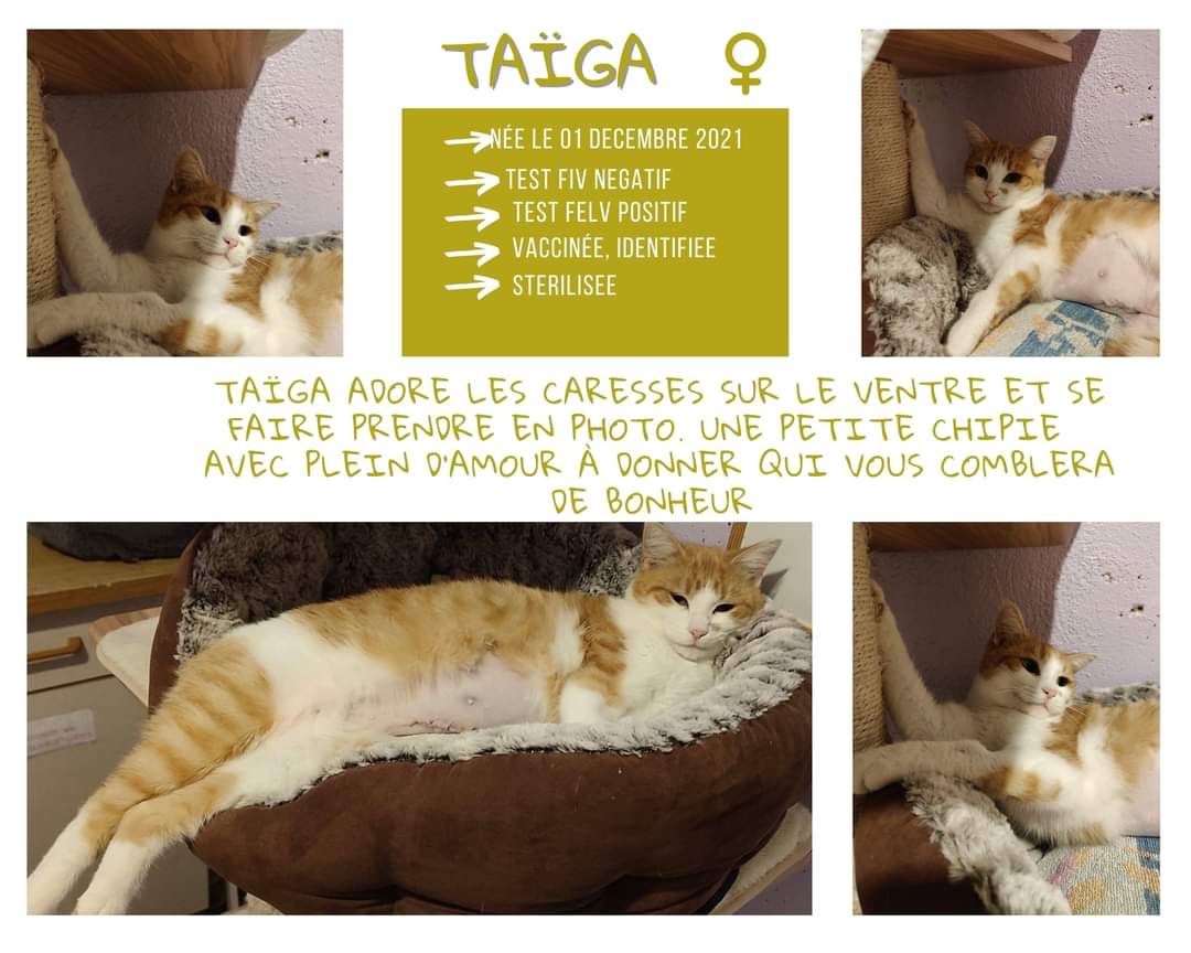 Taiga