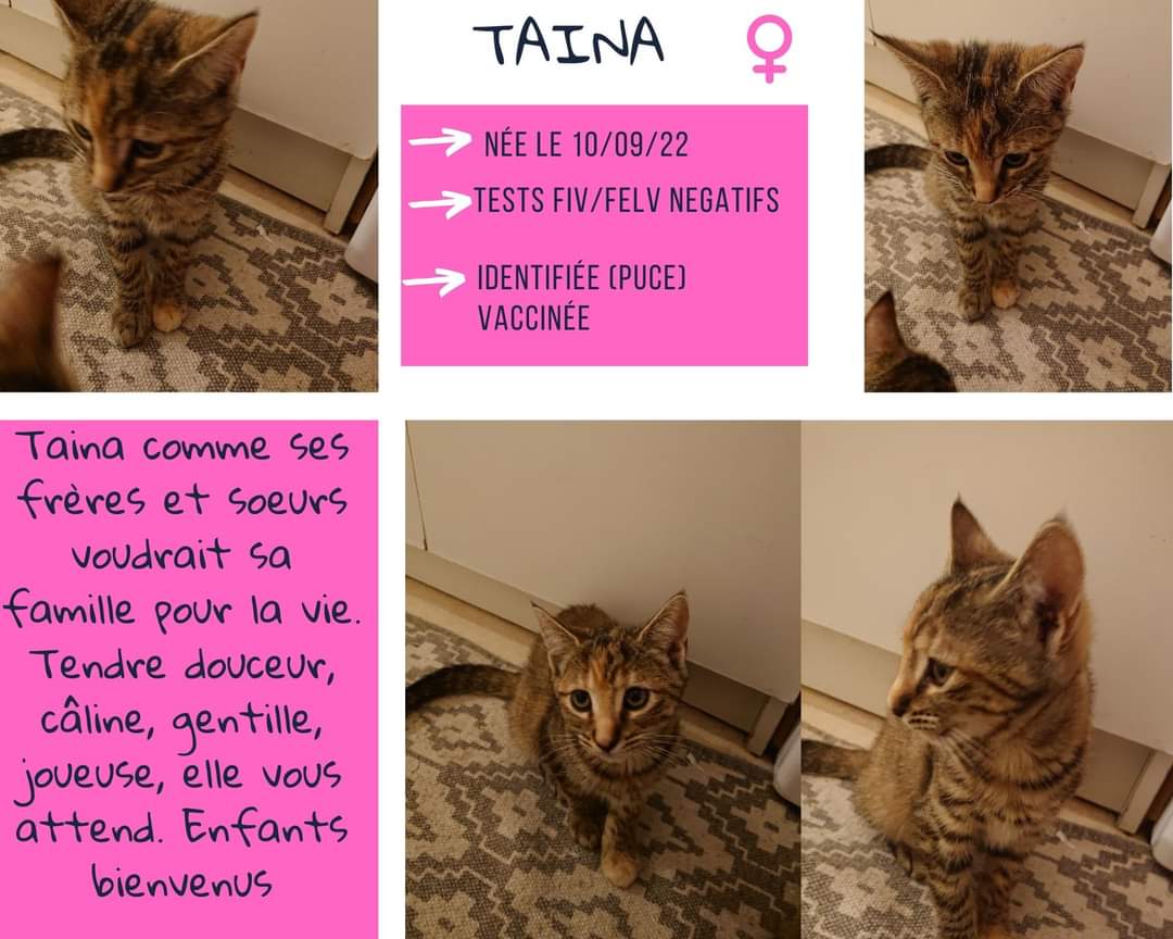 Taina
