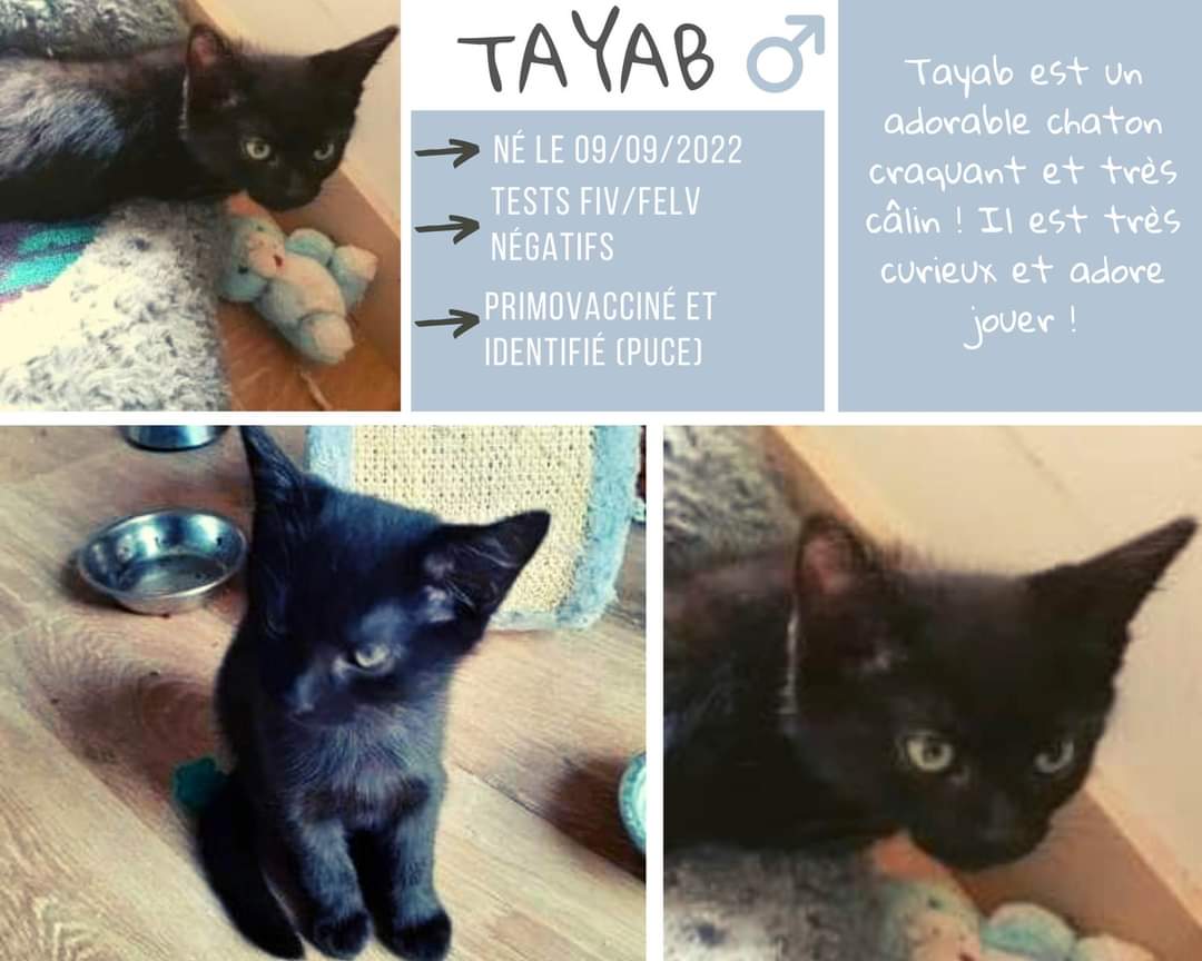 Tayab