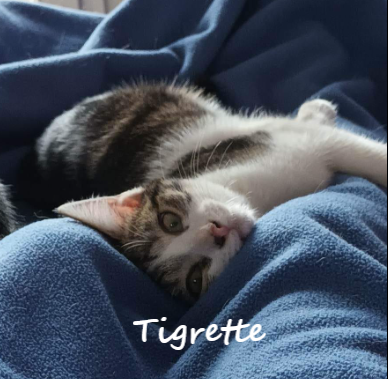 Tigrette et tatoo **réservés**