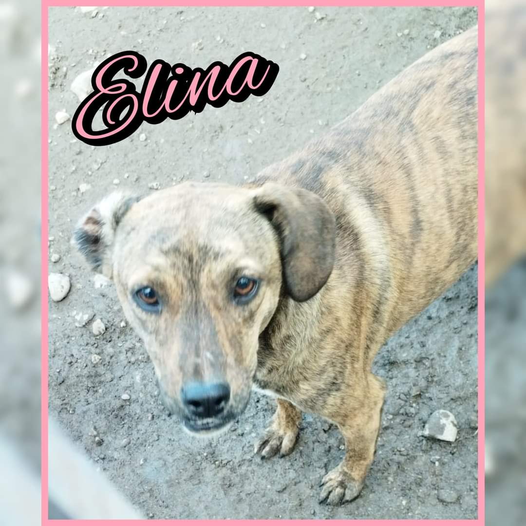 Elina