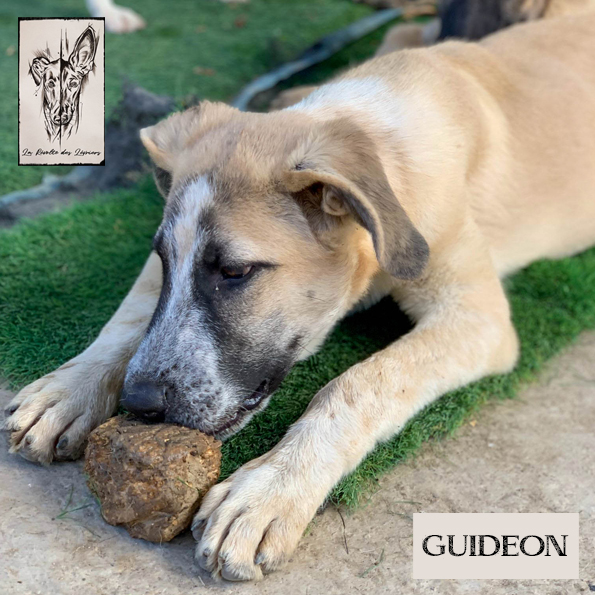 Guideon