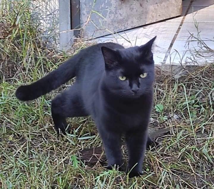 Tamtam