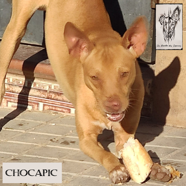 Chocapic