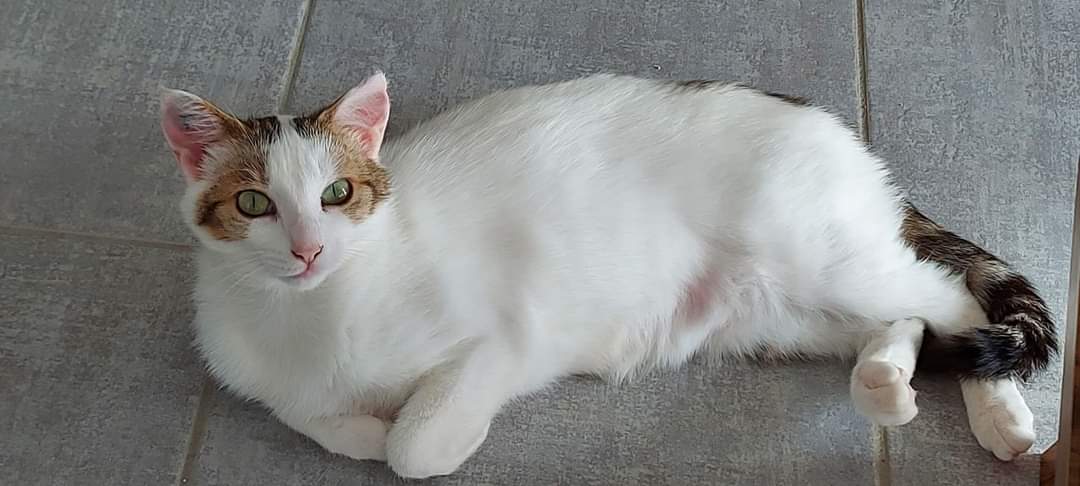 Souricette 