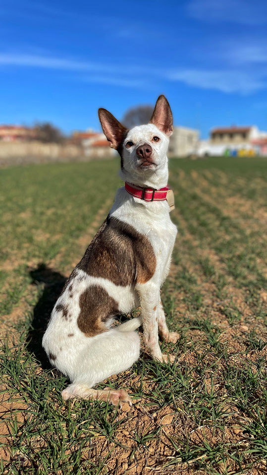 Elsa