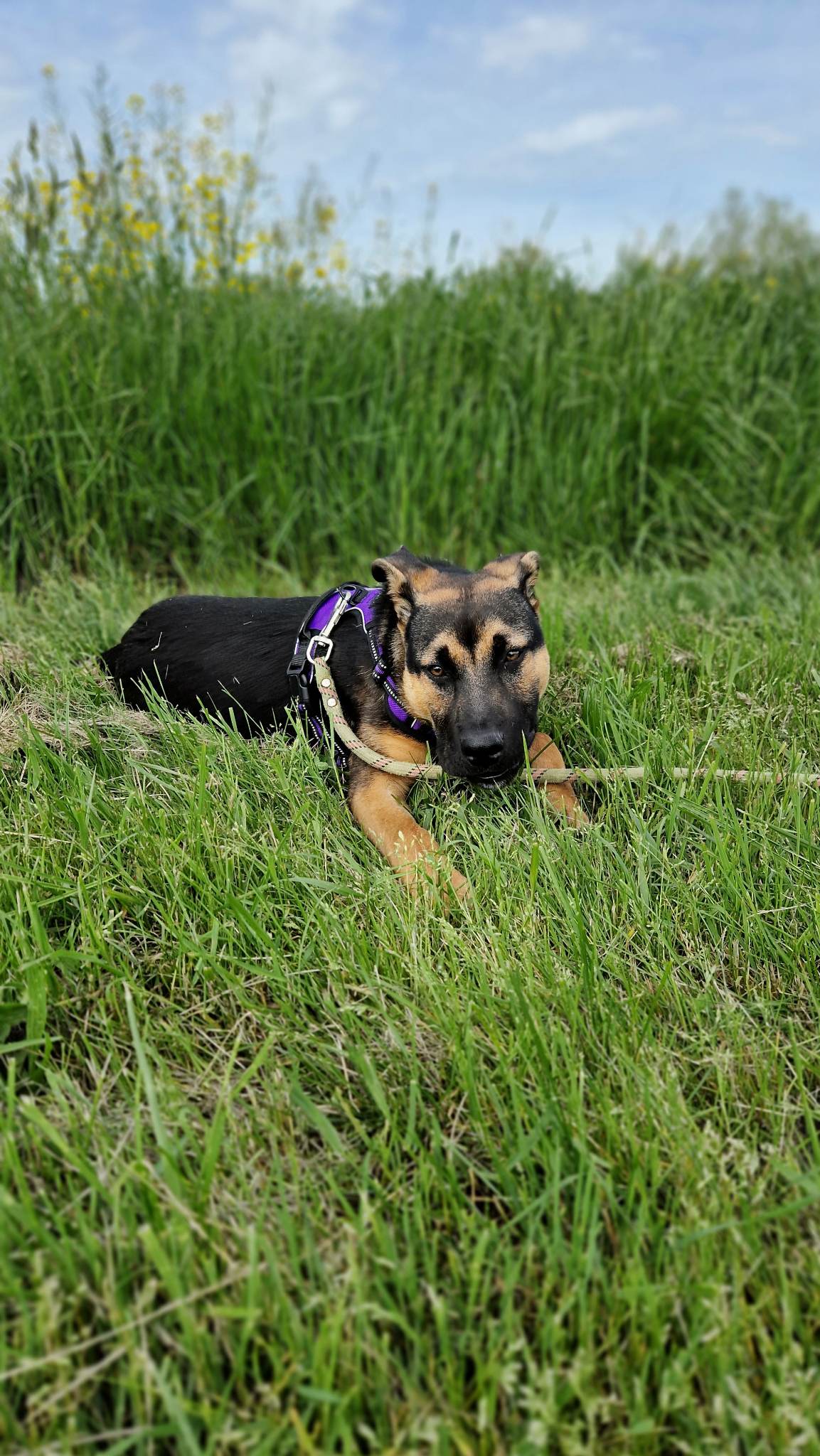Zazou