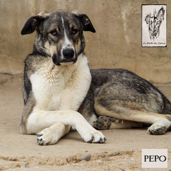 Pepo