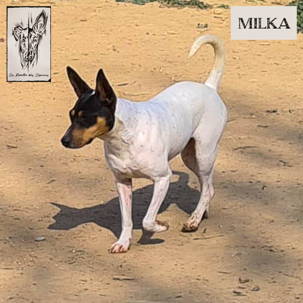 Milka