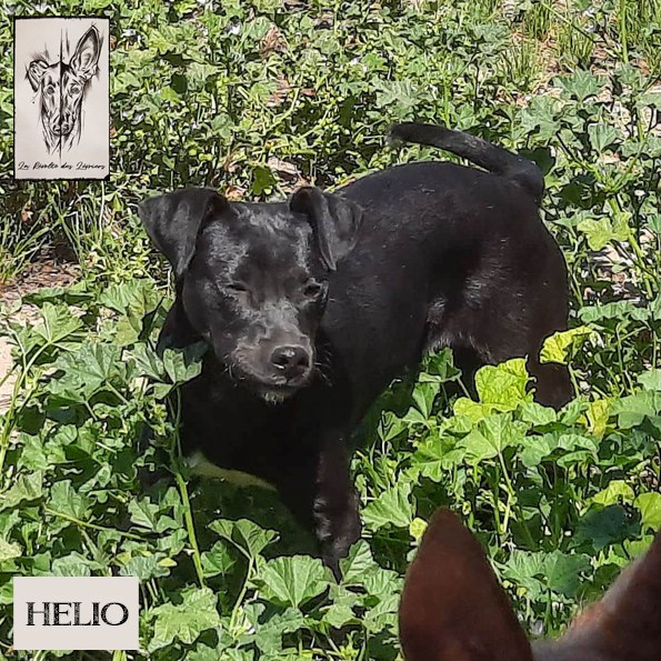 Helio