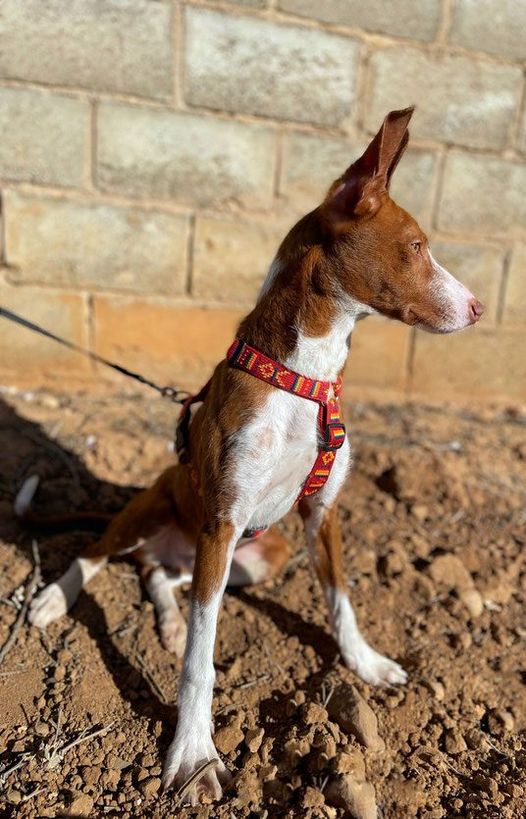 Idefix
