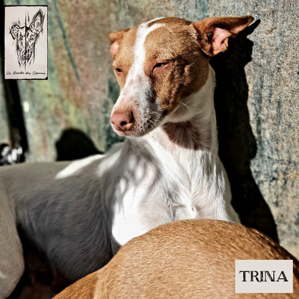 Trina