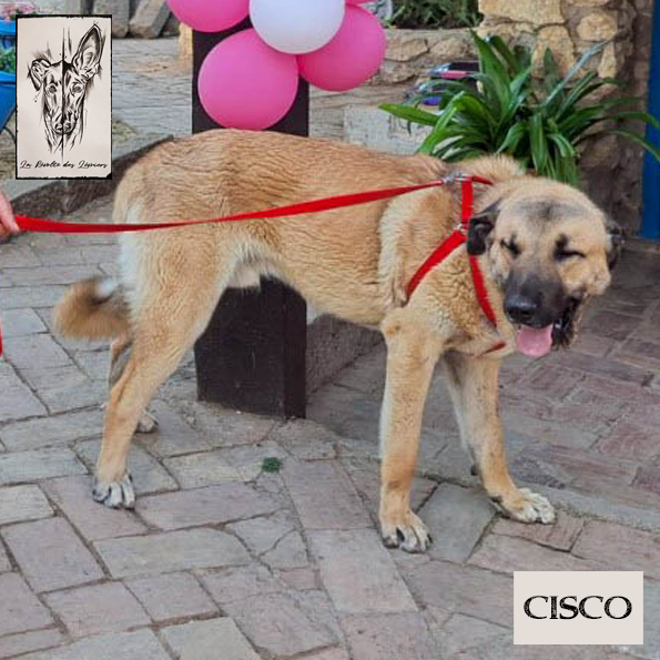 Cisco